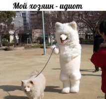 10 собак, которые выглядят как совершенно другие животные