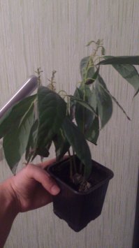 Моему чуть больше года. Света ему сейчас явно не хватает.