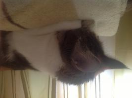 Конец рабочей недели, животные тоже устали