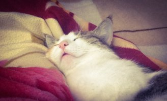 Мою кошку устраивает положение в обществе )))