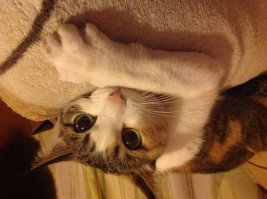 Как же вы меня достали !