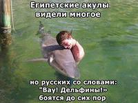 Большая белая акула