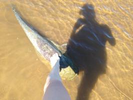 Супруга принимала участие в выуживанию сома 21 кг - тоже на спиннинг!!!!! 26.08.2014 года
тоже на Тунгуске