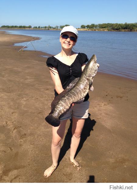 На фото супруга, рыбак! - на спиннинг поймала змееголова 30.08.2014 на 5 кг! 
Тунгуска (приток Амура)