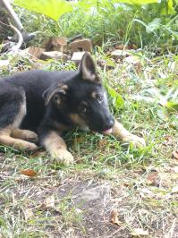 хаски кайфовые собаки , но я себе завел немецкую овчарку. он еще маленький, два месяца всего