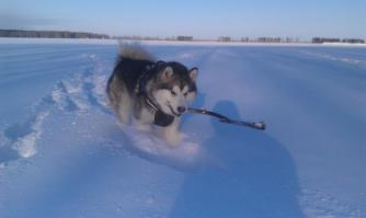 это был маламут )))