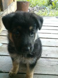 хаски кайфовые собаки , но я себе завел немецкую овчарку. он еще маленький, два месяца всего