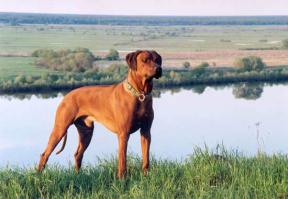 Достаточно редкая порода собак родезийский риджбек