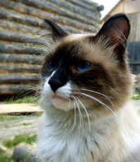 его звали Томас, был очень умным котом, жил с нами больше десяти лет