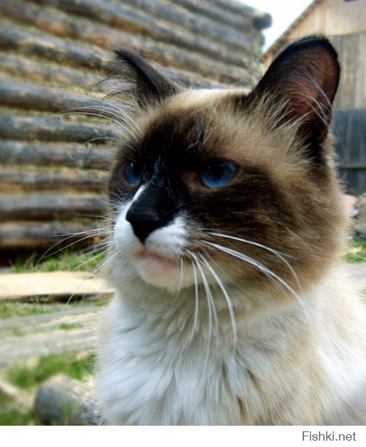 его звали Томас, был очень умным котом, жил с нами больше десяти лет