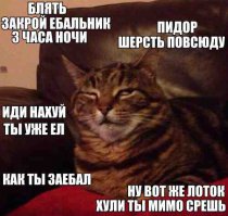16 фраз, которые мы говорим своему коту