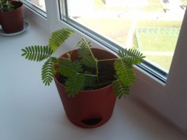 Мимоза стыдливая (лат. Mimosa pudica)