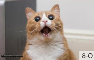 Шокированные коты, увидевшие свою точную копию в зеркале