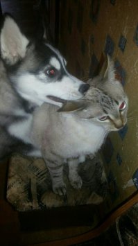 А как вам это?))))