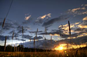 У меня на даче