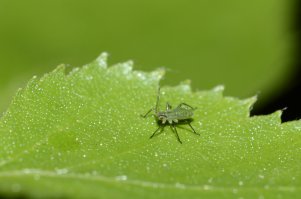 Микромир Александра Константинова