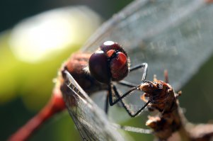 На мой взгляд - ничего необычного, простое обыкновенное макро. 
Вот мои - снято на обычный 60 Nikkor