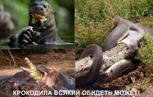 Питон перекусил крокодилом