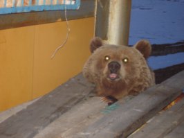 55 отчаянных фотографов, готовых на все ради удачного кадра