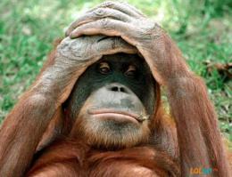 Homo sapiens - Человек разумный, мля, точно чото напутали.