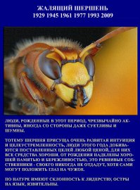 Узнай свой потенциал по славянскому гороскопу