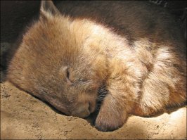 Вомбат очень няшное животное, но спящий вомбат это вообще мимими))