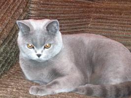 А это мои - кошка Мотя 12 лет, полукровка, и кот Тимофей 1,5 года, скотиш страйк.