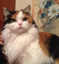 А это мои - кошка Мотя 12 лет, полукровка, и кот Тимофей 1,5 года, скотиш страйк.