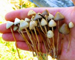 Красота физических законов в гифках