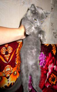 3 дня назад повезли на свалку мусор на полигон (я сейчас в деревне), я на велосипеде, внутрь заезжать не стала из-за запаха. Стояла в сторонке, пока выгружался прицеп. Потом не знаю почему решила въехать туда. Выбегают на встречу 2 котенка... Короче спустя 5 минут я в руке их везла домой. Еле доехала ))) Оказались 2 кошечки. Одну было решено другой бабушке отвезти, котенок - чудо!!! У какой с*кападлы поднялась рука выкинуть такое сокровище, я не представляю... общительная, веселая, сестре уши лижет, которые у неё больные. А вот что со второй делать, я не знаю... пытаюсь приютить, но что-то не получается. Белорусы! Может кому нужна прекрасная серая, спокойная, добрая кошечка??? Поспрашивайте своих друзей, родных, знакомых, пожалуйста!!! Лишь бы не выкидывать на улицу.