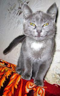 3 дня назад повезли на свалку мусор на полигон (я сейчас в деревне), я на велосипеде, внутрь заезжать не стала из-за запаха. Стояла в сторонке, пока выгружался прицеп. Потом не знаю почему решила въехать туда. Выбегают на встречу 2 котенка... Короче спустя 5 минут я в руке их везла домой. Еле доехала ))) Оказались 2 кошечки. Одну было решено другой бабушке отвезти, котенок - чудо!!! У какой с*кападлы поднялась рука выкинуть такое сокровище, я не представляю... общительная, веселая, сестре уши лижет, которые у неё больные. А вот что со второй делать, я не знаю... пытаюсь приютить, но что-то не получается. Белорусы! Может кому нужна прекрасная серая, спокойная, добрая кошечка??? Поспрашивайте своих друзей, родных, знакомых, пожалуйста!!! Лишь бы не выкидывать на улицу.