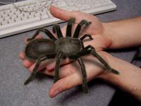 Здасьте! А можно я у вас поживу чуток?