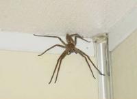 Арахнофобия - это священная война