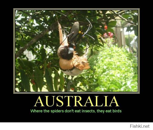 перевод "Австралия - где пауки не едят насекомых, они едят птиц"