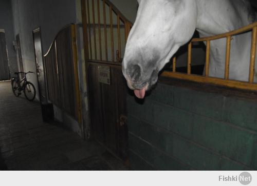 Лошадка смешно показывает язык