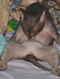 Животные, которые думают, что они секси