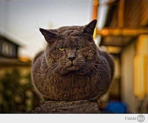 Суровые коты (16 фото)