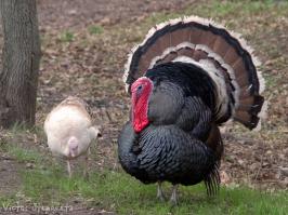 Прямо как лебедь с лебедушкой...