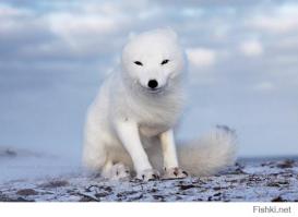 Солянка для Майдана. Часть 61