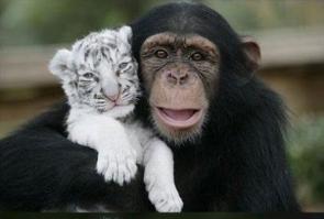 Просто и среди животных есть хорошие люди и они друг к другу тянутся...
А это -просто потрясающее фото -не мог не отметить ...