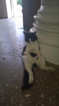 Я в Ейске на вокзале вот такого котяру увидел, он при мне в такой позе у двух колонн, поочерёдно сидел )))