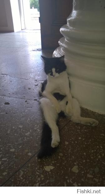 Я в Ейске на вокзале вот такого котяру увидел, он при мне в такой позе у двух колонн, поочерёдно сидел )))