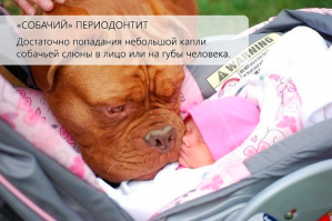 27 собак, которые сделали 2014 год – незабываемым