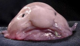 А у этой есть родственники на суше