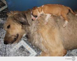 Честно признаюсь спёр недавно здесь на фишка, но уж очень понравилась