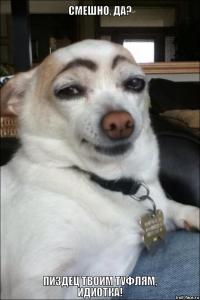 Уморительные собаки с бровями