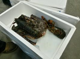 Они живые, с дальнего востока прилетели на сомолётике.