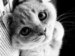 Милейшие косоглазые коты, чей изъян делает их уникальными