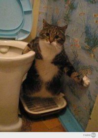 20 животных, которых можно только понять и простить