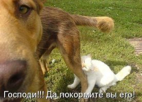 33 животных, попавших в ловушку 